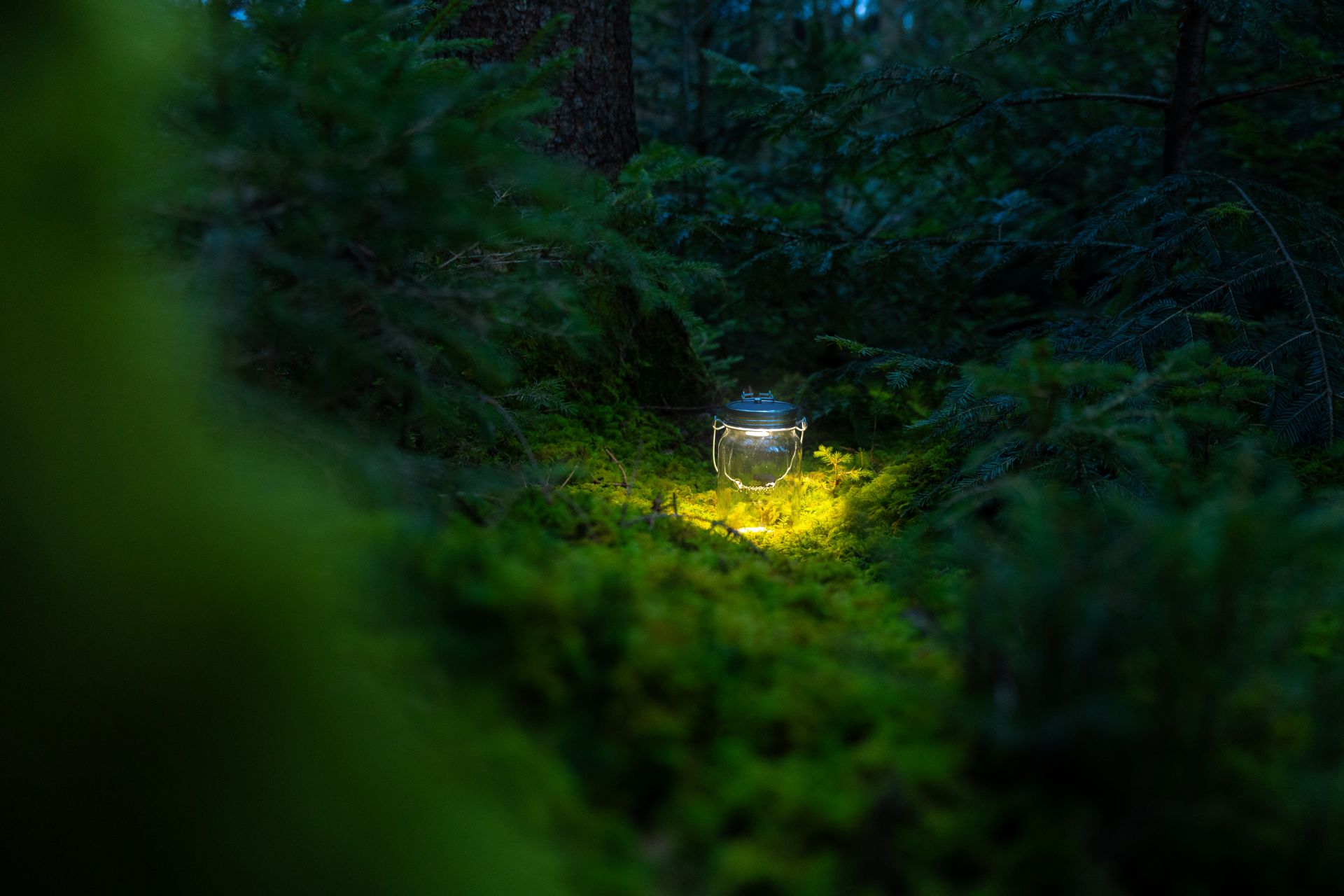 Glas mit Licht im Moos in dunkelm Wald